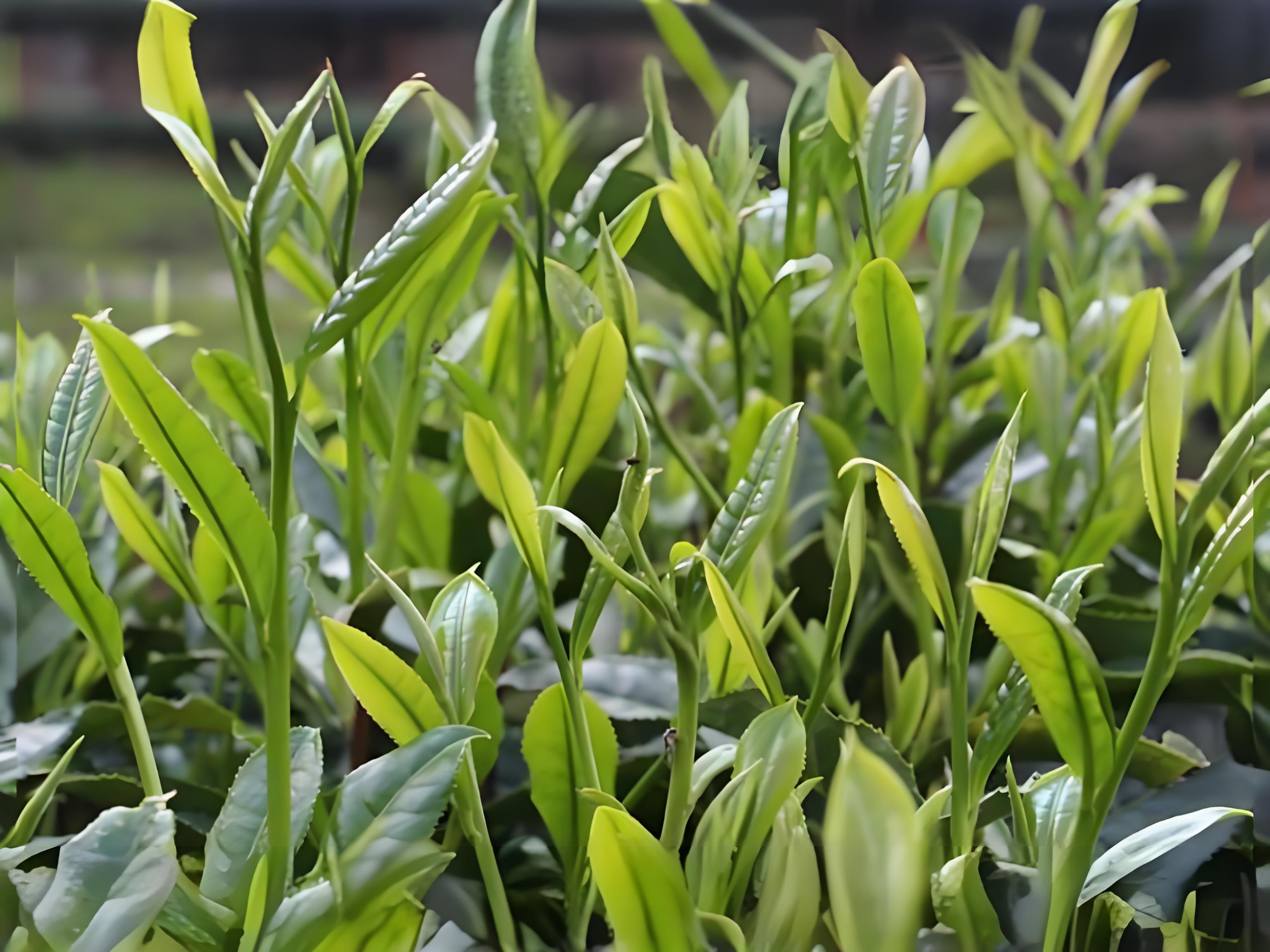 小罐茶品牌营销策划方案