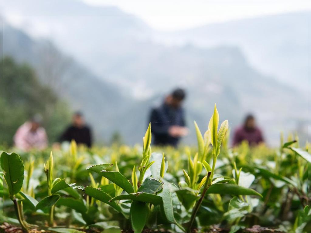 小罐茶品牌营销策划方案