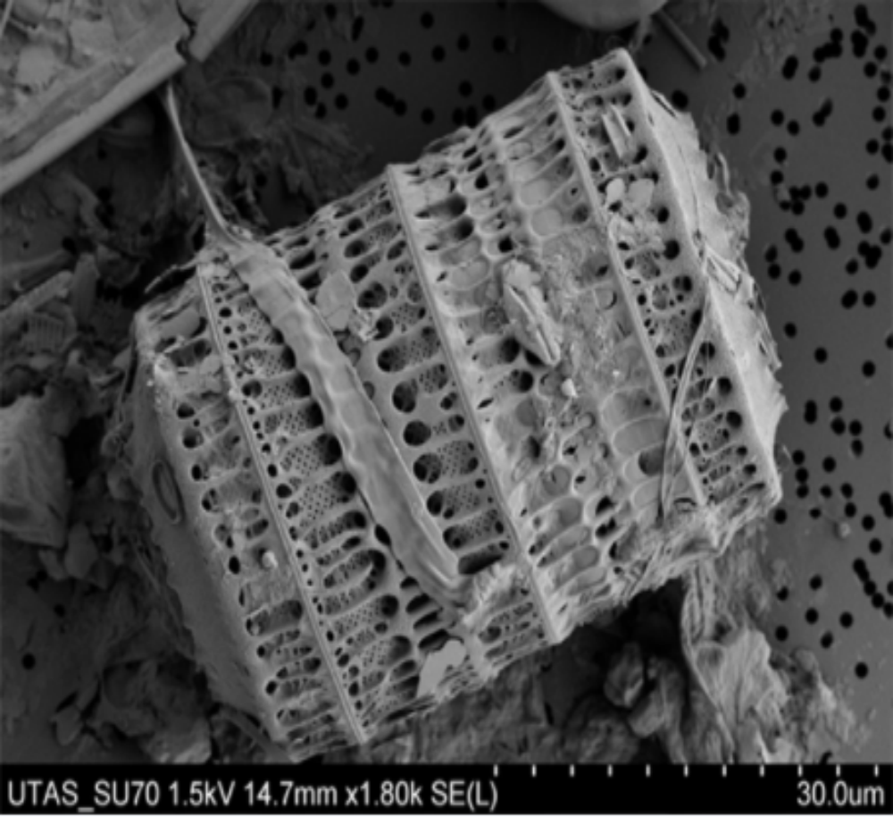 海龟梦硅藻泥营销策划