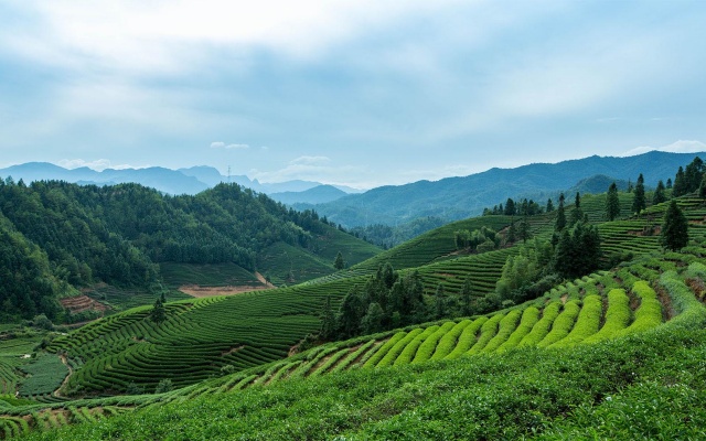 一或茶叶品牌全案策划与设计