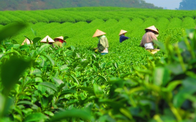 一或茶叶品牌全案策划与设计