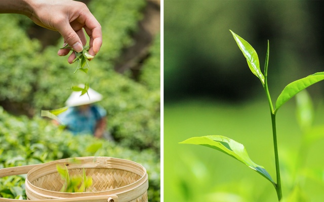 一或茶叶品牌全案策划与设计